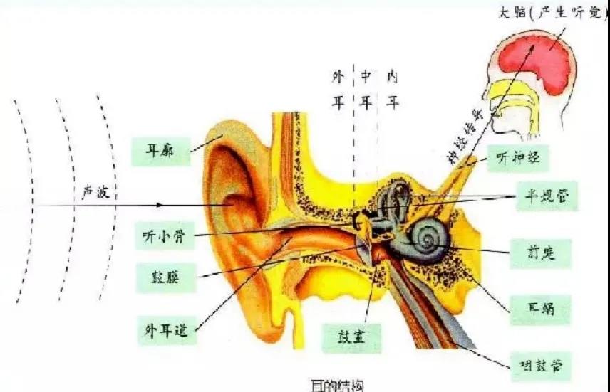 【科普】【3月3日，爱耳日】 保护听力，终身受益！(图4)