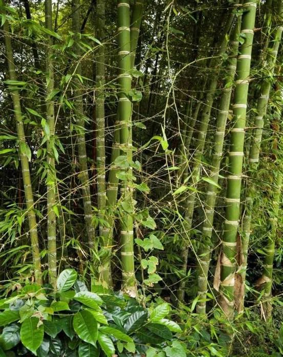 【科普】植物王国的麻醉剂(图5)