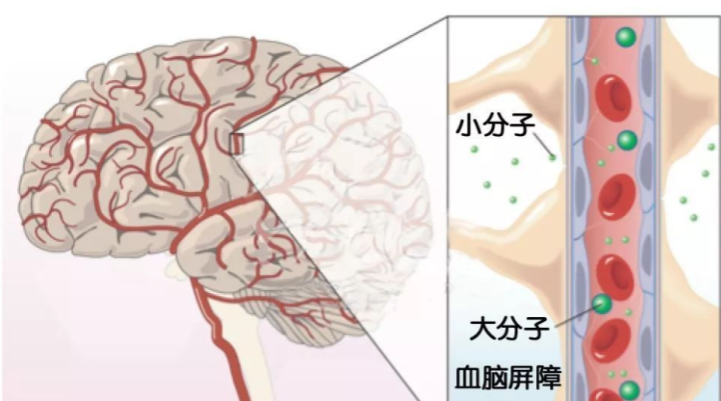 【科普】麻醉医生，我用了麻药会不会变傻啊？(图5)